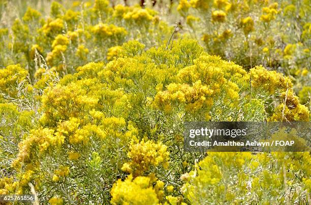 yellow rabbitbrush - rabbit brush stock-fotos und bilder