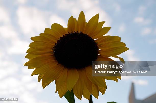 close-up of sunflower against sky - patrycia schweiß stock pictures, royalty-free photos & images