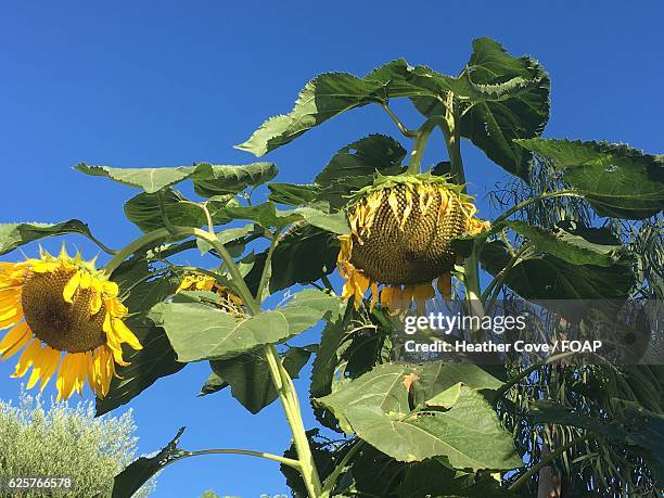 sunflowers against blue sky - westlake village imagens e fotografias de stock