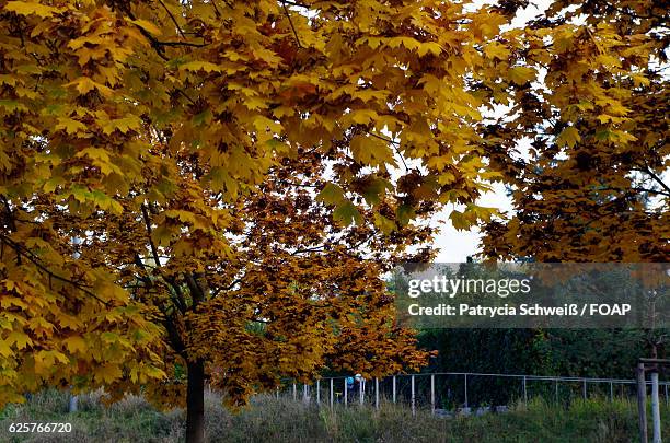 yellow maple tree in park - patrycia schweiß stock pictures, royalty-free photos & images