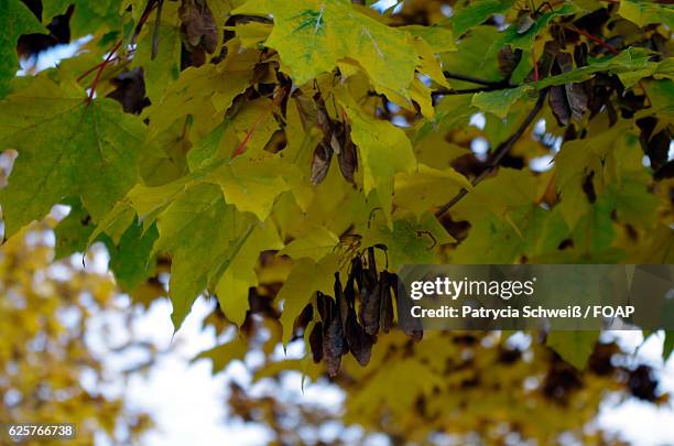 close-up of leaves growing on tree during autumn - patrycia schweiß stock pictures, royalty-free photos & images