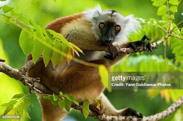 lemur, island of nosy be, madagascar - nosy be photos et images de collection