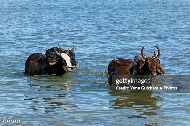 zebu, bos primigenius indicus, island of nosy be, madagascar - zebù foto e immagini stock