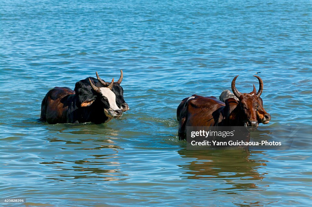 Zebu, Bos Primigenius Indicus, Island Of Nosy Be, Madagascar