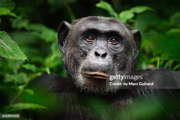 common chimpanzee (pan troglodytes), kibale forest national park, uganda - ape stock-fotos und bilder