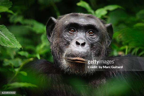 common chimpanzee (pan troglodytes), kibale forest national park, uganda - animals in the wild foto e immagini stock