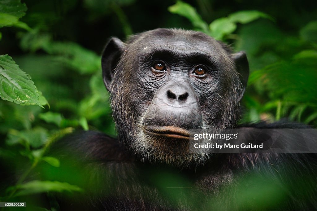 Common chimpanzee (Pan troglodytes), Kibale Forest National Park, Uganda