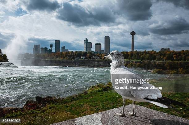 a seagull in niagara falls state park - niagara falls city new york state foto e immagini stock