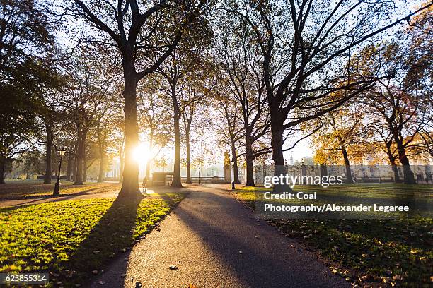 green park at sunrise - backlight　green ストックフォトと画像