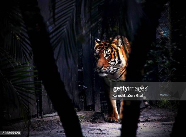 critically endangered malayan tiger, panthera tigris jacksoni, harimau, rimau - indochinese tiger stock pictures, royalty-free photos & images