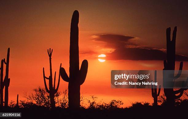 saguaro sunset - tucson arizona stock pictures, royalty-free photos & images