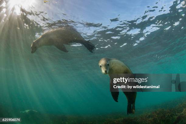 australian sea lions - neptune island stock pictures, royalty-free photos & images