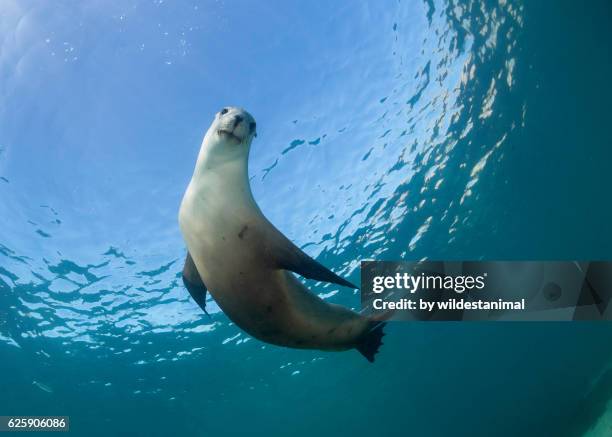 australian sea lions - sea lion stockfoto's en -beelden