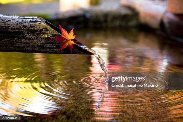 japanese maple leaf - jardín japonés fotografías e imágenes de stock