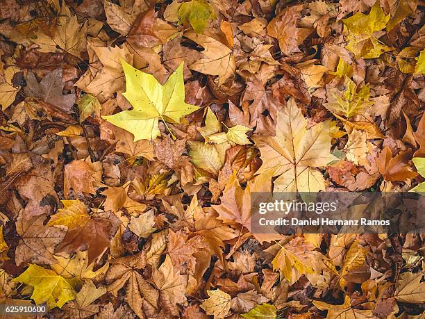 colorful dry autumn leaves. - inzoomen stockfoto's en -beelden