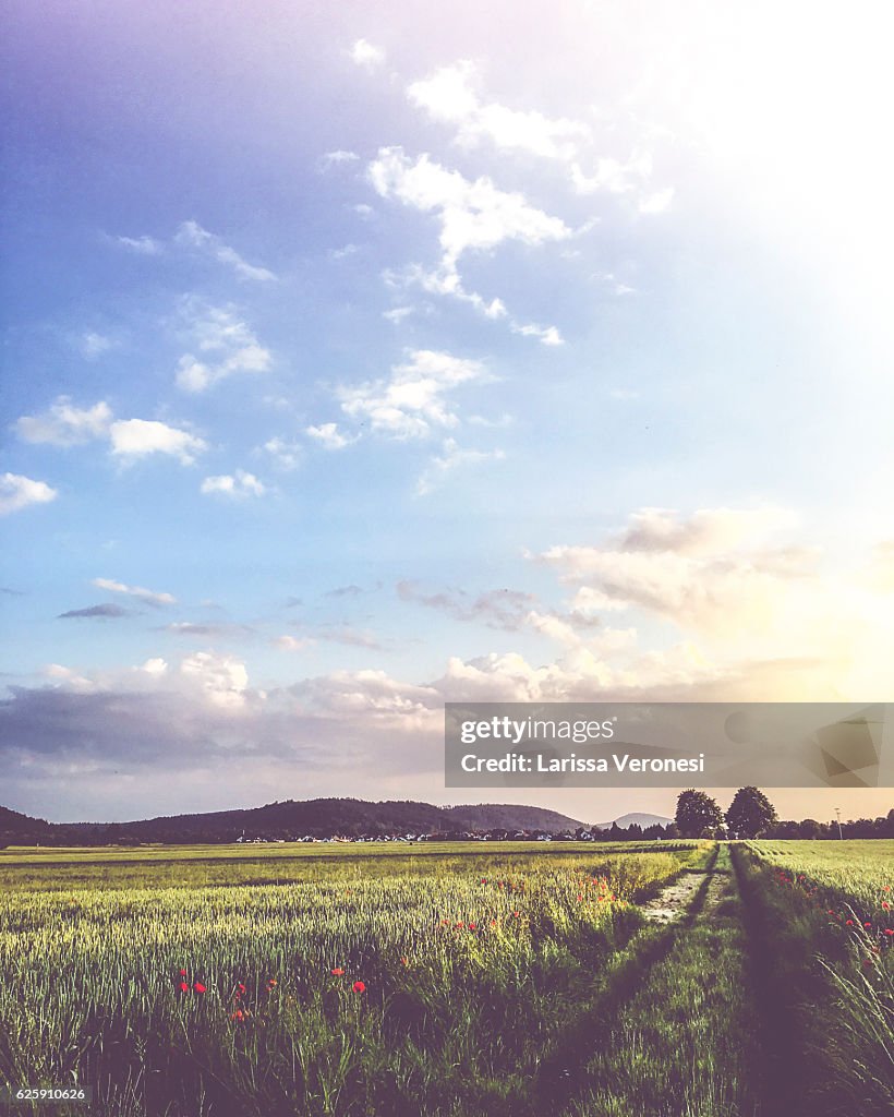 Scenic View of Fields