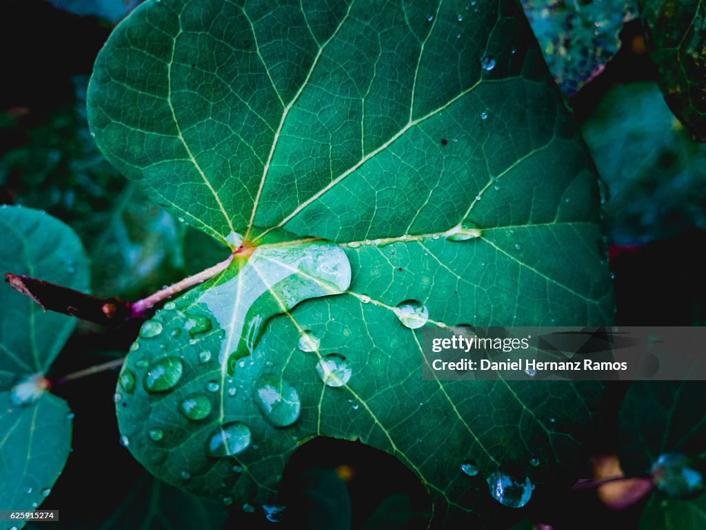 Raindrops on a leaf close up