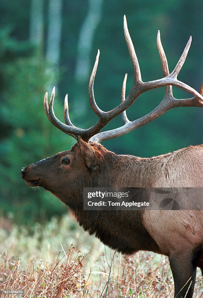 Elk