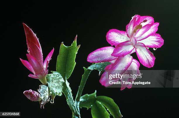 christmas cactus - christmas cactus ストックフォトと画像