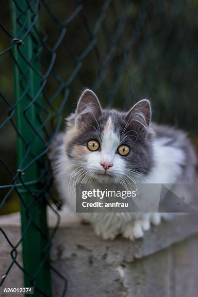 female kitten - annfrau stockfoto's en -beelden