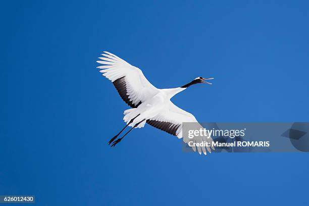 red-crowned crane - japanese crane stock pictures, royalty-free photos & images