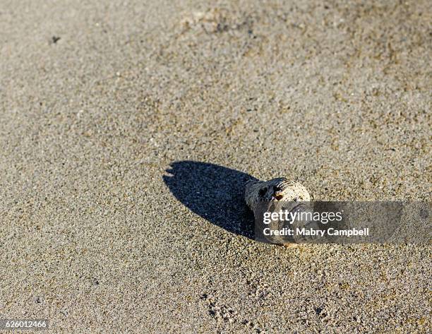 hermit crab on a sandy beach - hermit crab stock pictures, royalty-free photos & images