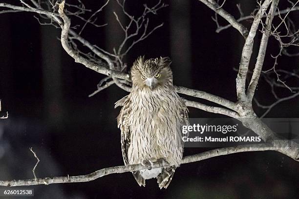 blakiston's fish owl - shiretoko stock pictures, royalty-free photos & images