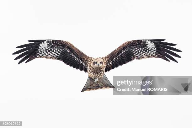 black-eared kite - shiretoko stock pictures, royalty-free photos & images