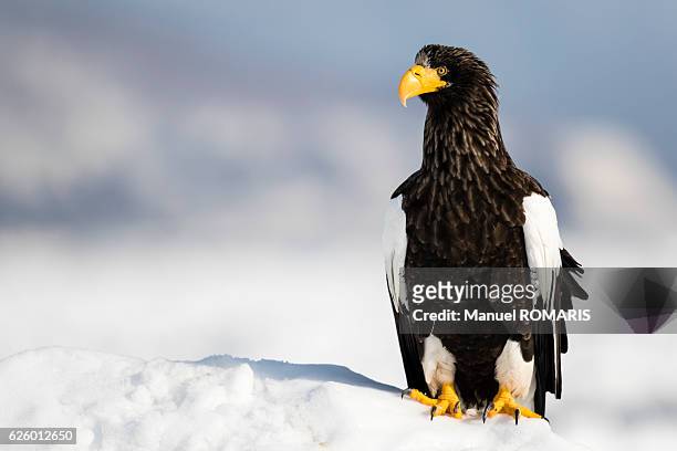 steller's sea eagle - shiretoko stock pictures, royalty-free photos & images