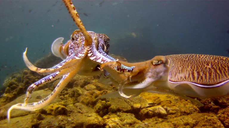 Cuttlefish Videos and HD Footage - Getty Images