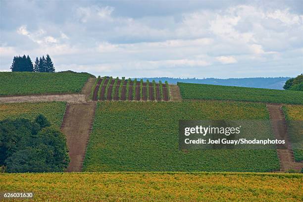 oregon willamette vineyards - willamette valley stock pictures, royalty-free photos & images