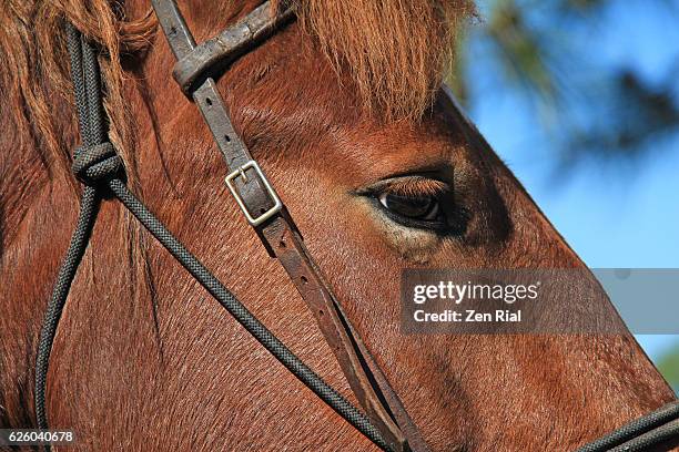 face of a working horse and bridle - close-up - leather strap stock pictures, royalty-free photos & images