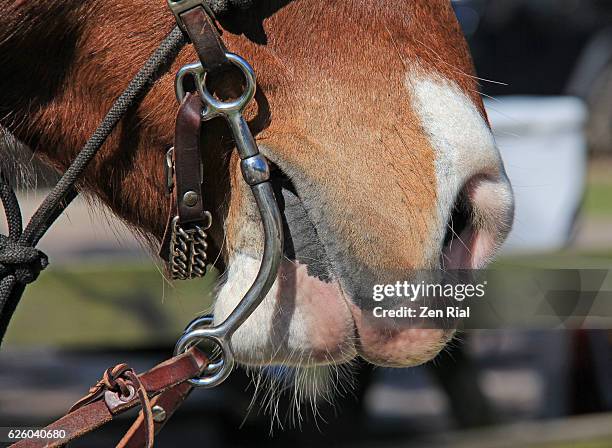 working horse and harness - close-up of mouth and nose - imbracatura di pelle foto e immagini stock