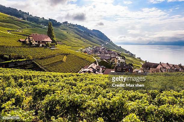 lakeshore vineyards at epesses in bourg-en-lavaux, lausanne, switzerland. - lausanne stock pictures, royalty-free photos & images