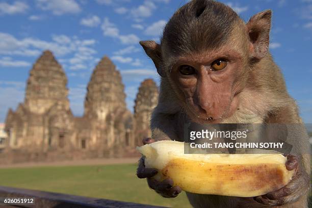 Monkey eats a banana at an ancient temple during the annual "monkey buffet" in Lopburi province, north of Bangkok on November 27, 2016. It is a feast...