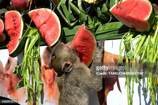 Monkey eats a watermelon from a van near an ancient temple during the annual "monkey buffet" in Lopburi province, north of Bangkok on November 27,...