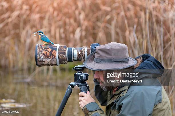 clumsy naturfotograf finden den eisvogel nicht auf der linse - photographer stock-fotos und bilder