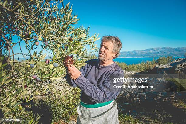 senior man harvesting olives in brac, dalmatia, croatia, europe - brac stock pictures, royalty-free photos & images