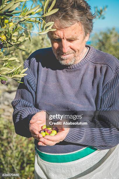 senior  man with handful of olives, brac, dalmatia, croatia, europe - olive tree hand stock pictures, royalty-free photos & images