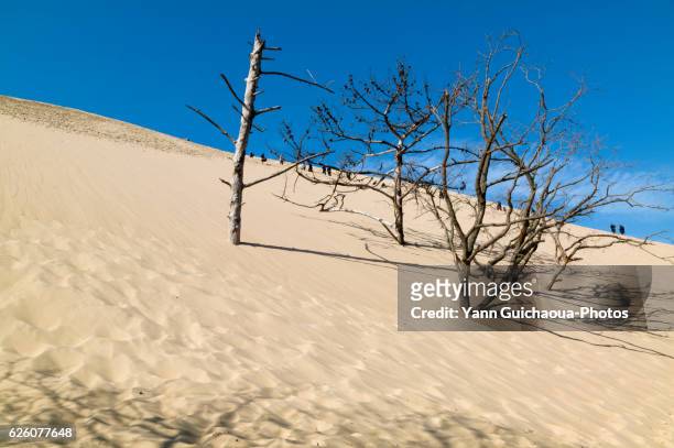 the dune of pilat, la teste de buch, gironde, aquitaine, france - duna de pilat fotografías e imágenes de stock