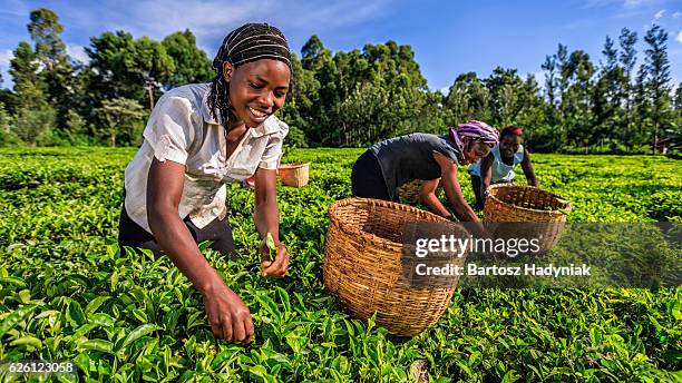 アフリカの女性を物色できるティーの葉のプランテーション、ケニア、東アフリカ - east africa ストックフォトと画像