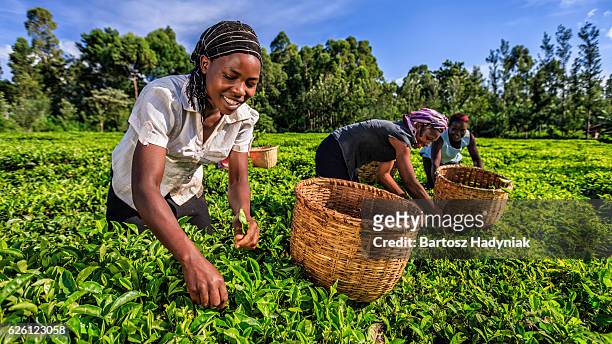 african women plucking tea leaves on plantation, kenya, east africa - kenya stock pictures, royalty-free photos & images