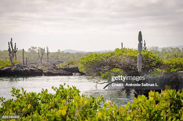 exotic landscape at ecuador - isabella stock pictures, royalty-free photos & images