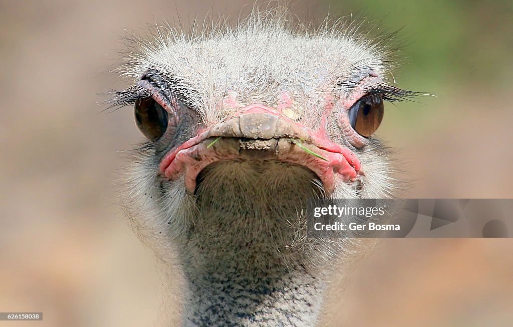 Ostrich Staredown