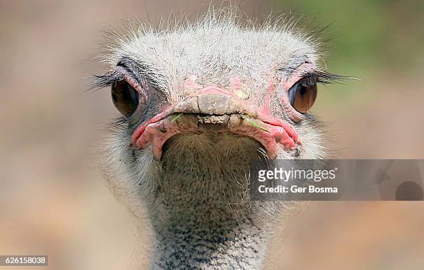 390 Ostrich Funny Photos and Premium High Res Pictures - Getty Images