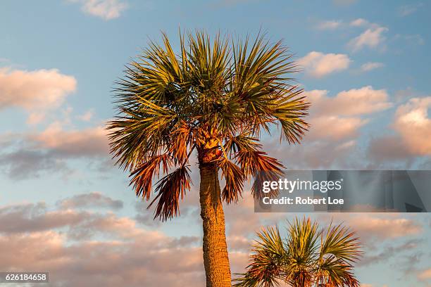 a palm in the sky - palmetto stock pictures, royalty-free photos & images