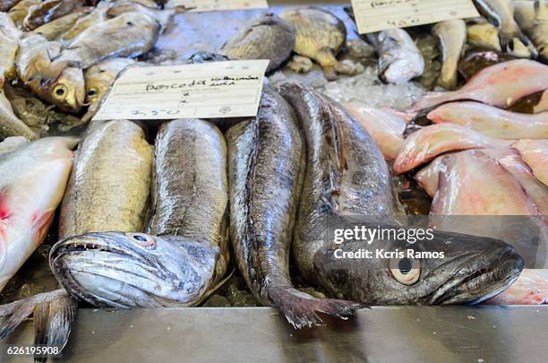 hake. fresh fish, low fat, white hake fillets are usually grilled and served in a light meal, but they also look good when fried or baked. - hake stock pictures, royalty-free photos & images