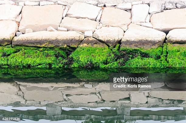 slime texture around the canal of aveiro portugal - slimy stock illustrations