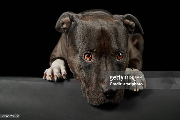 cute face of american stafford dog - stafford terrier stock pictures, royalty-free photos & images