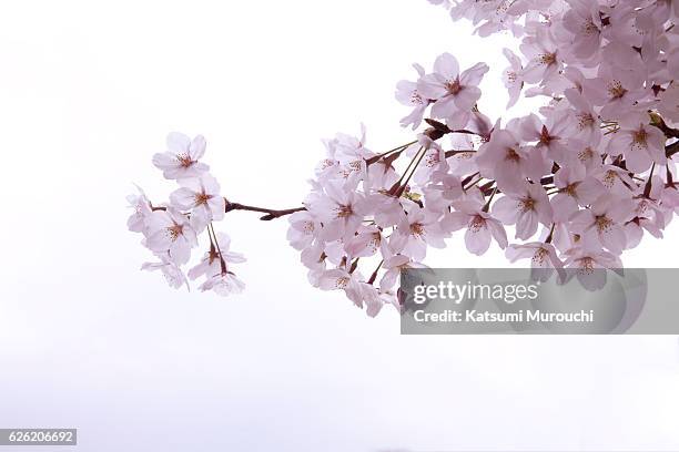 cherry blossom - cerezo fotografías e imágenes de stock